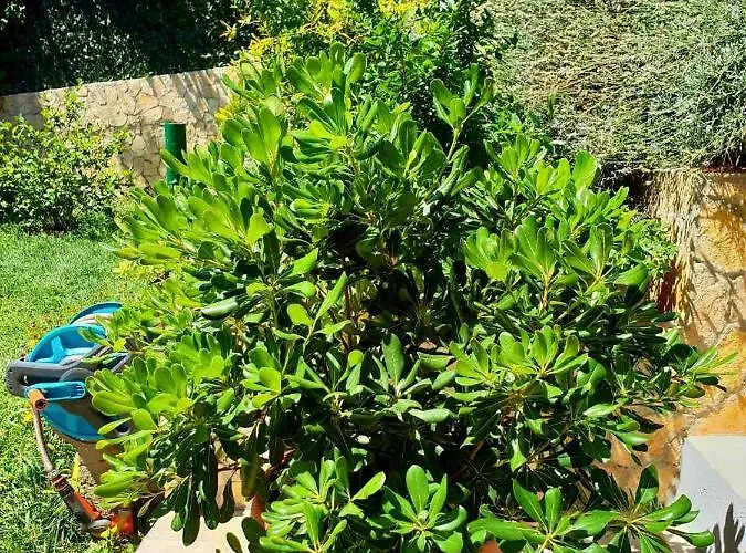 Tonka * Σίμπενικ