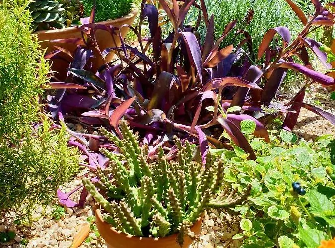 Tonka Apartament Szybenik